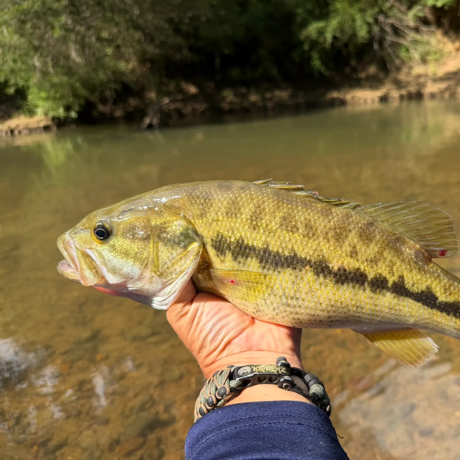 Fish caught on Fishbrain