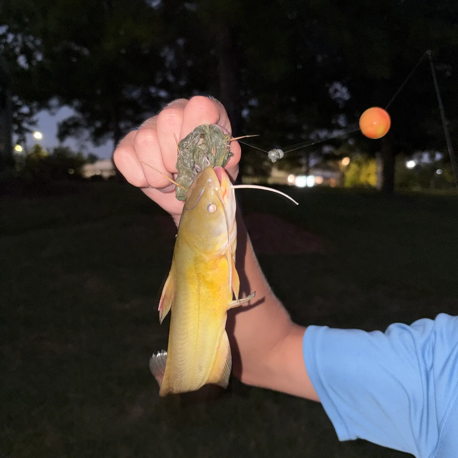 Yellow bullhead caught on Fishbrain