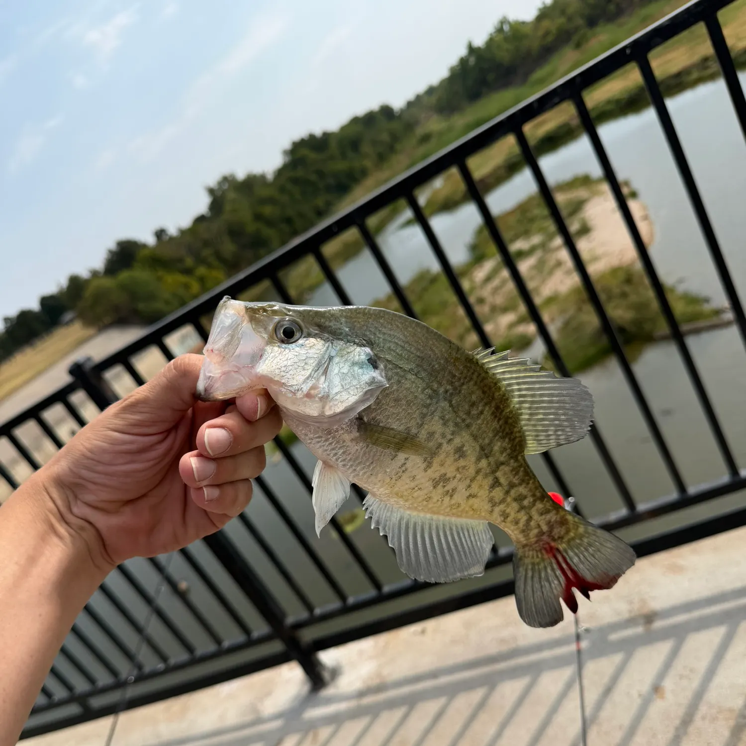 White crappie caught on Fishbrain