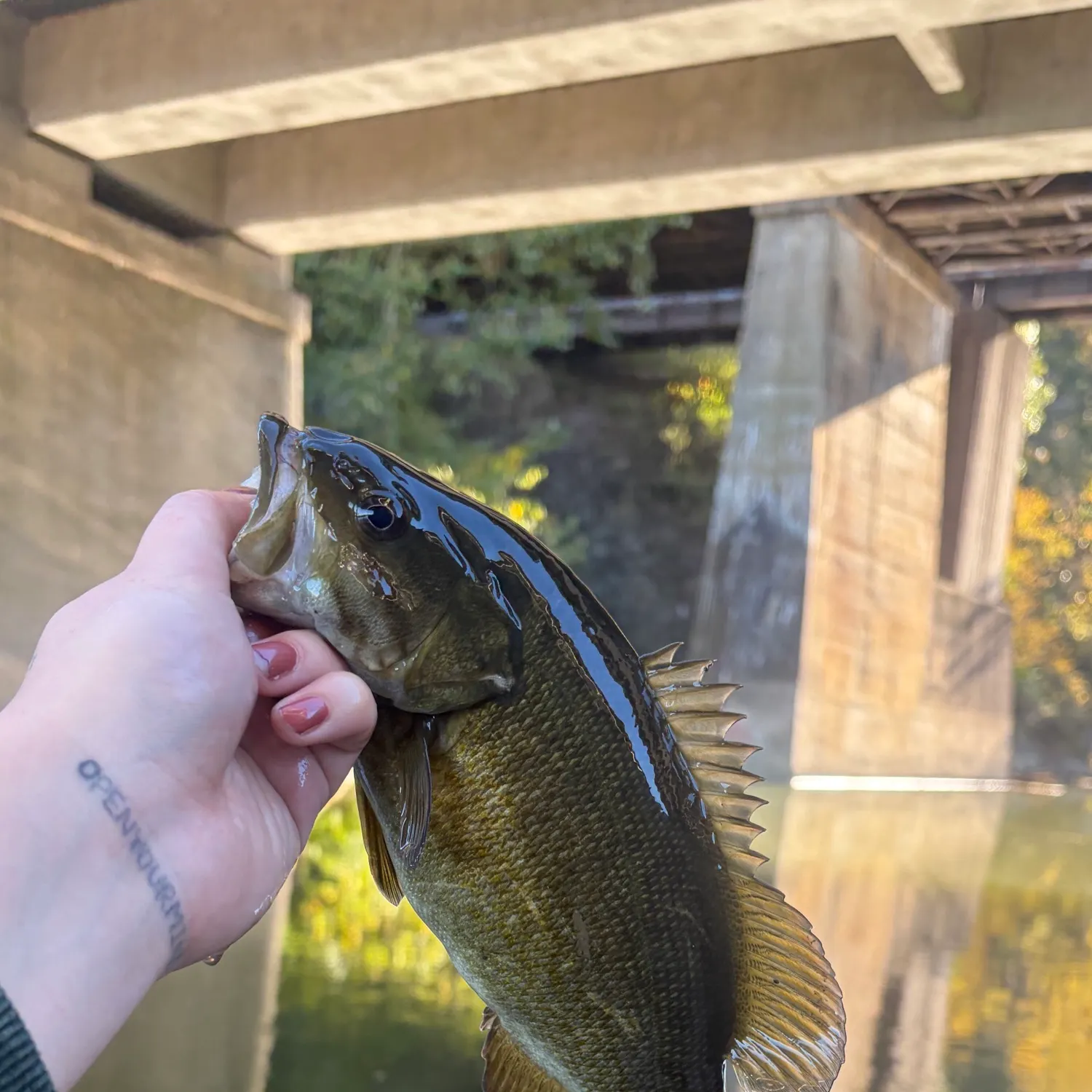 Smallmouth bass caught on Fishbrain