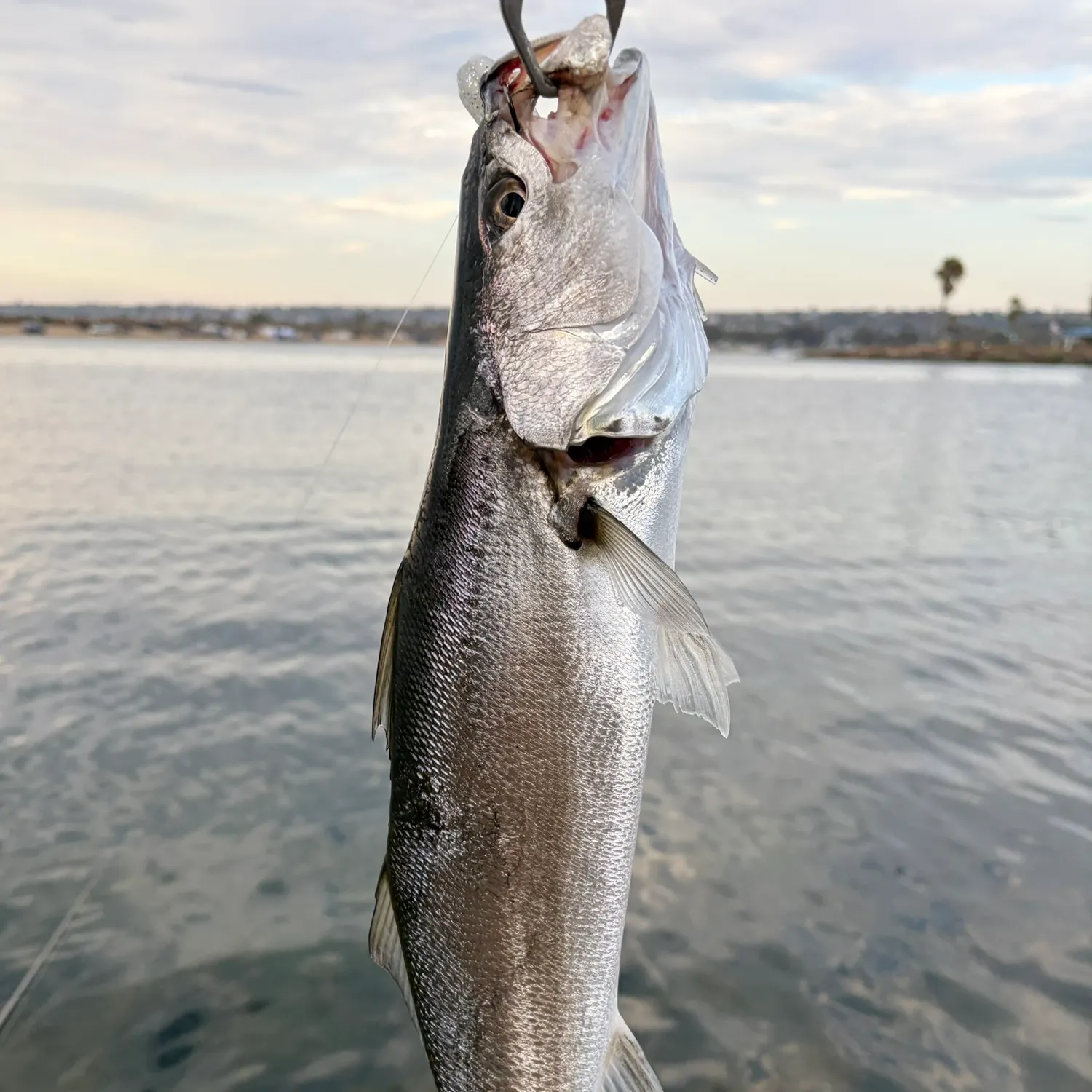The most recent Stolzmann's weakfish catches on Fishbrain