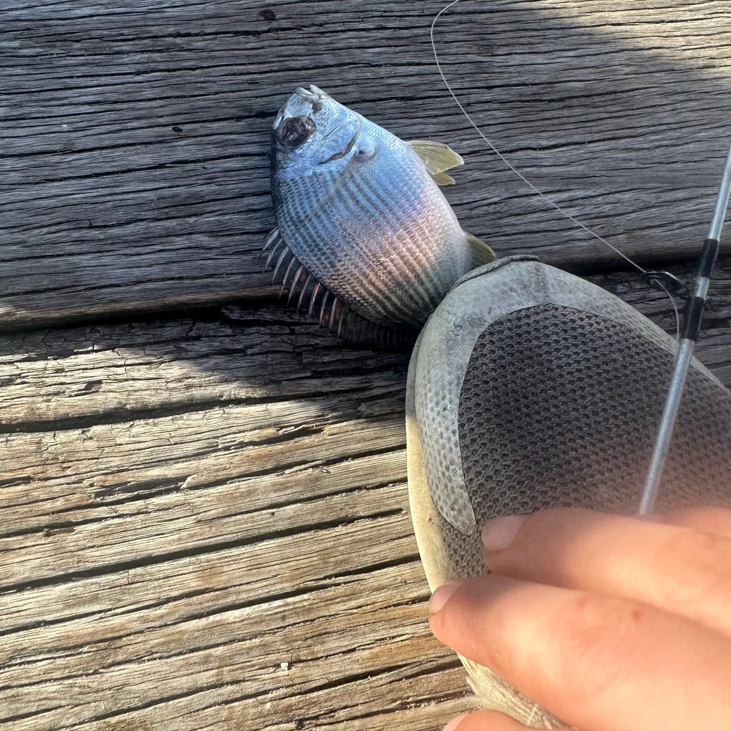 The most recent Surf bream catches on Fishbrain