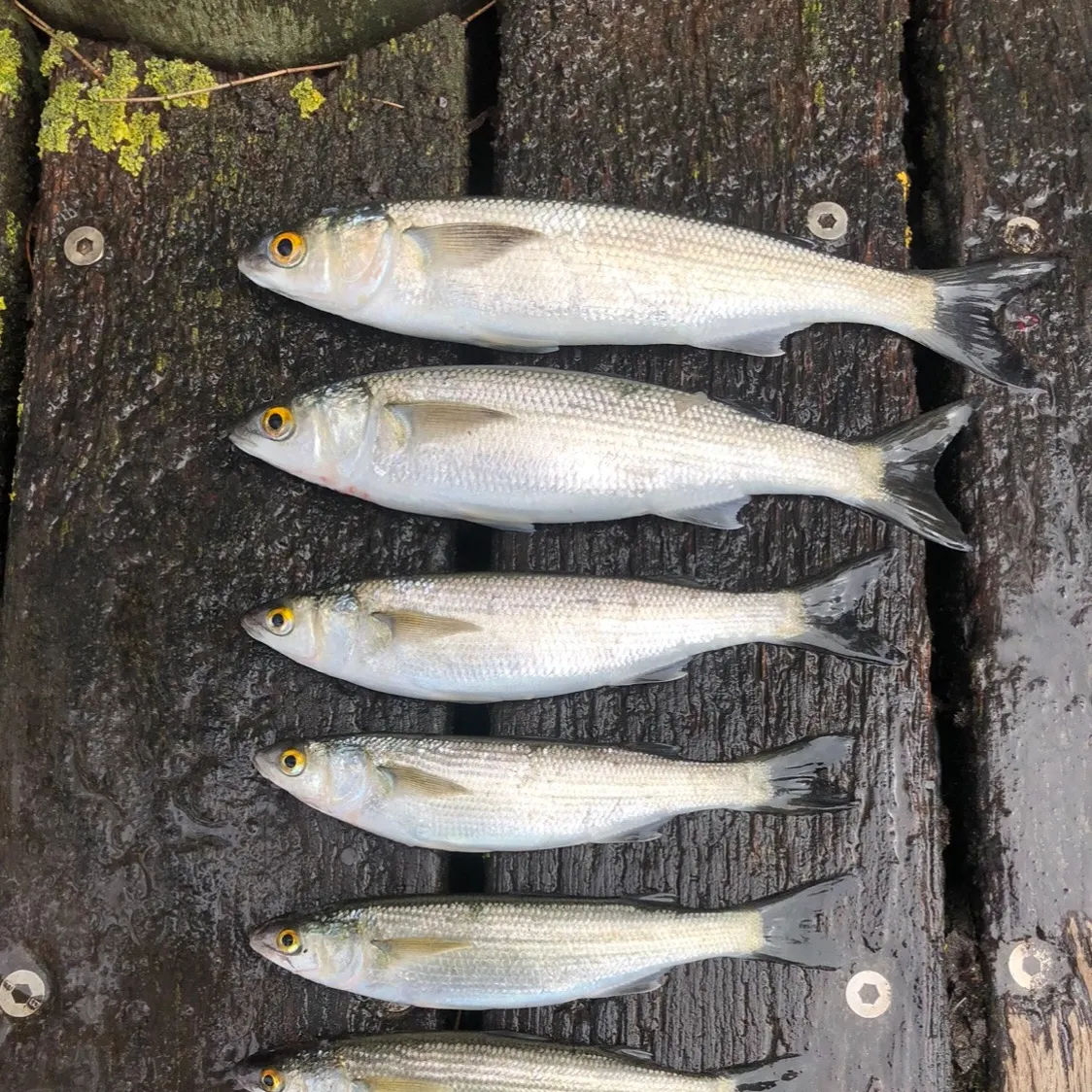 The most recent Yellow-eye mullet catches on Fishbrain