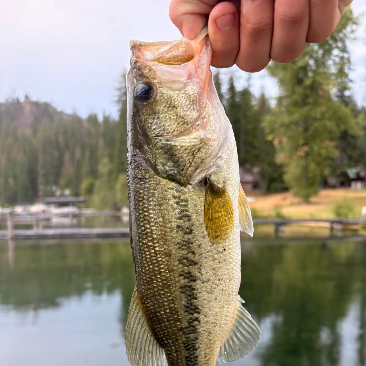 Spotted bass caught on Fishbrain