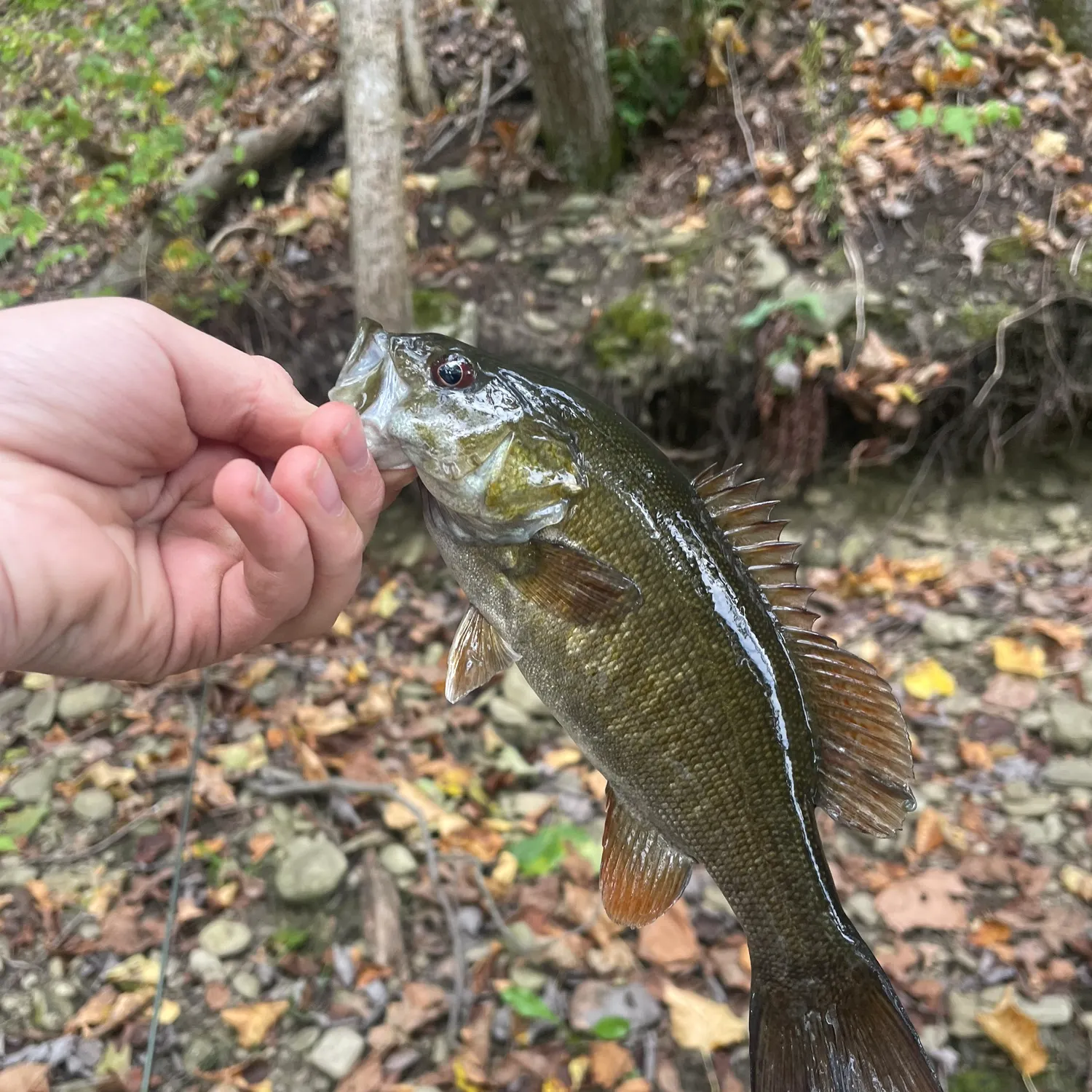 Smallmouth bass caught on Fishbrain