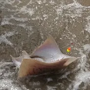 Blue skate caught on Fishbrain