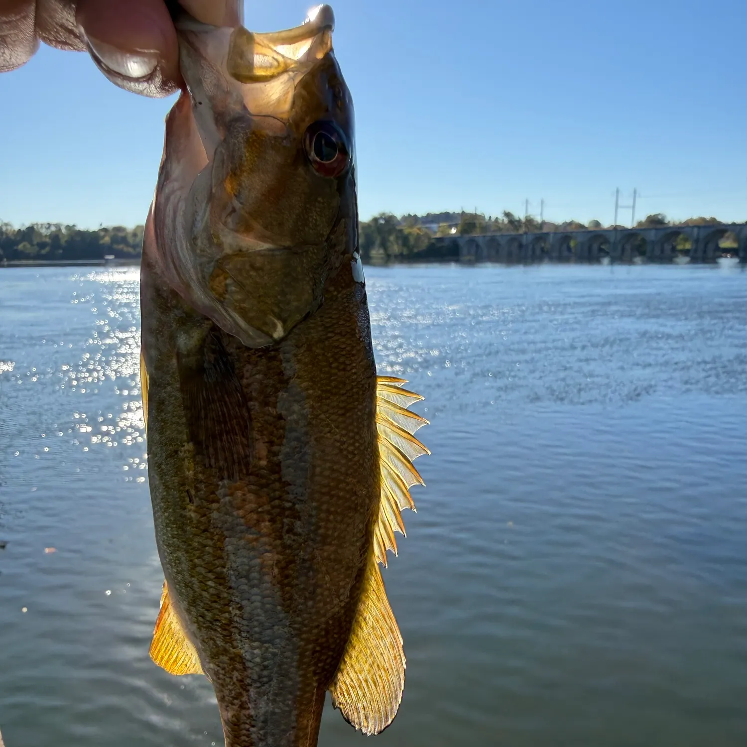 Smallmouth bass caught on Fishbrain