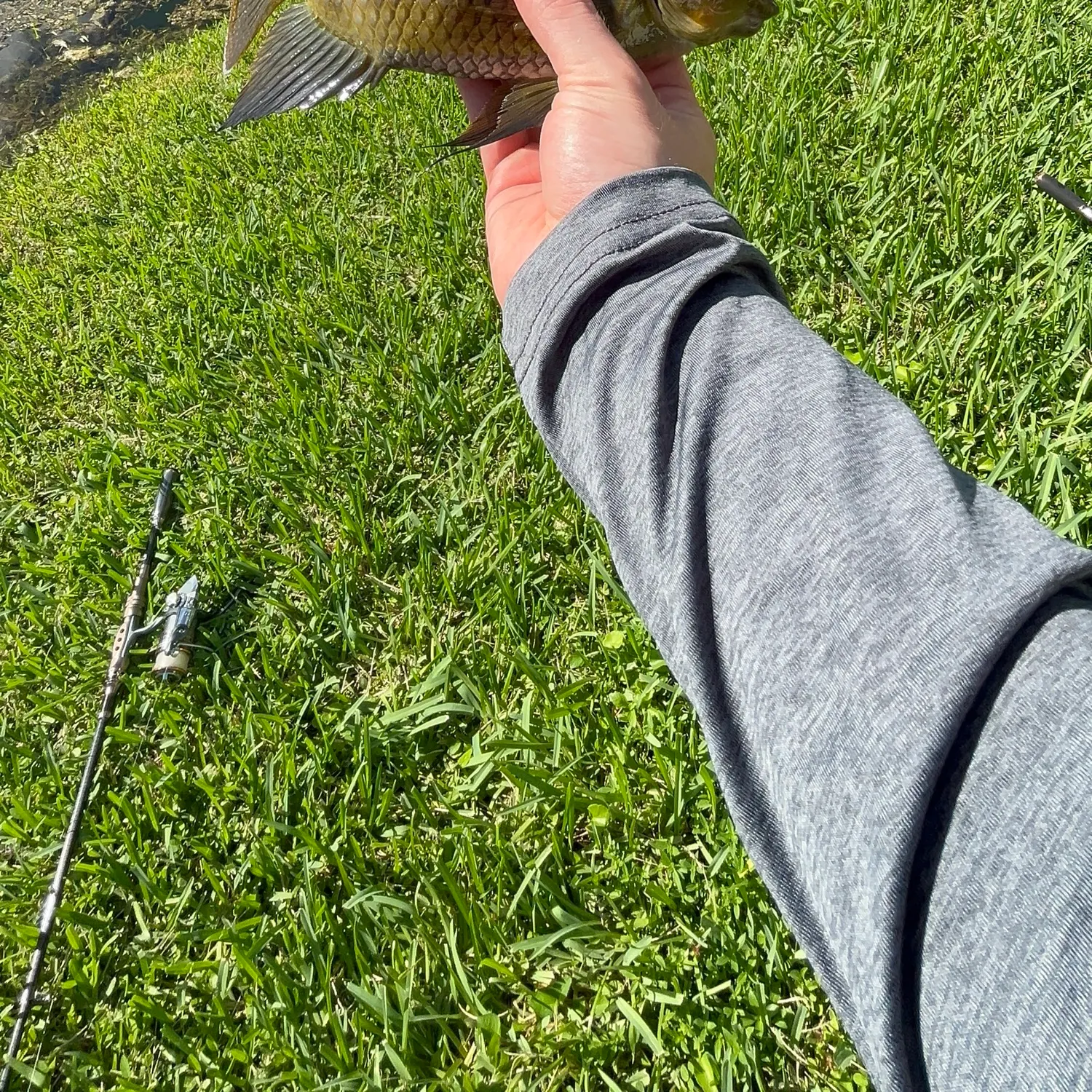 Spotted tilapia caught on Fishbrain