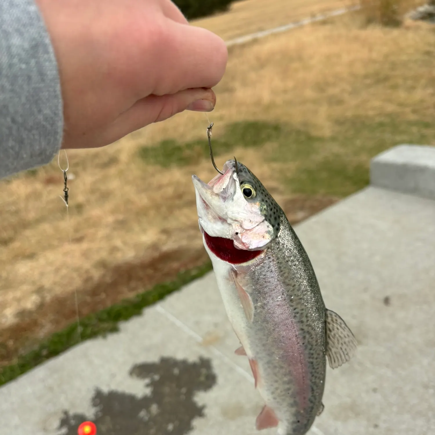 Rainbow trout caught on Fishbrain