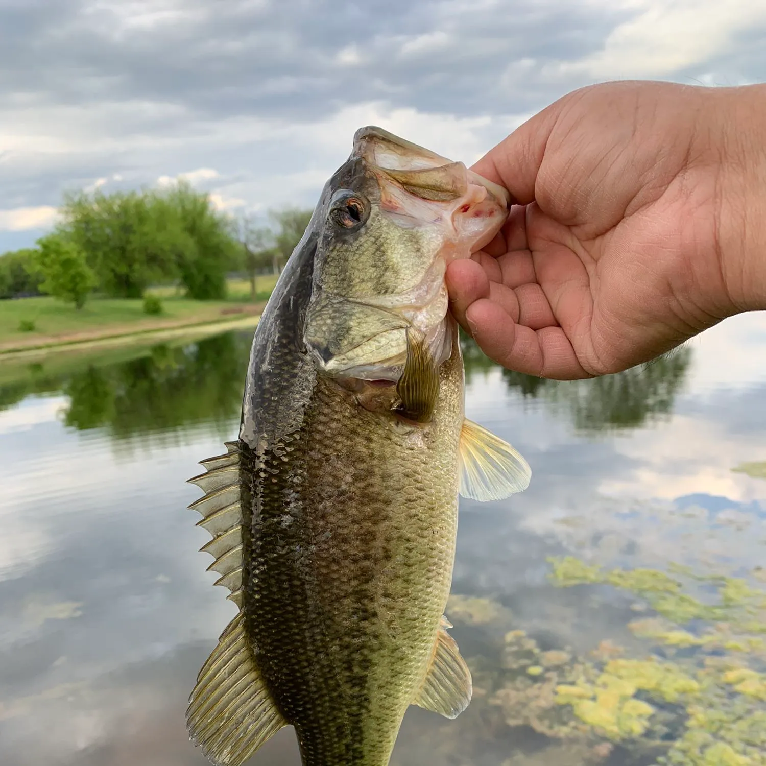 angler catch