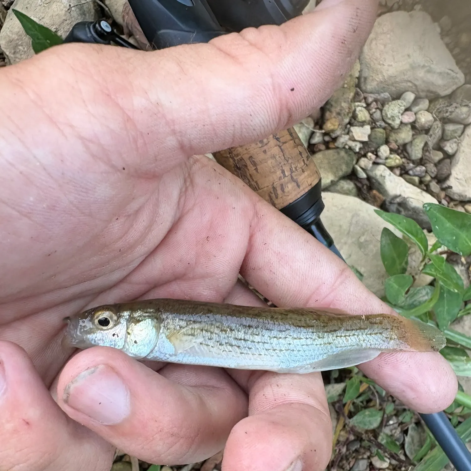 The most recent Disjunct studfish catches on Fishbrain