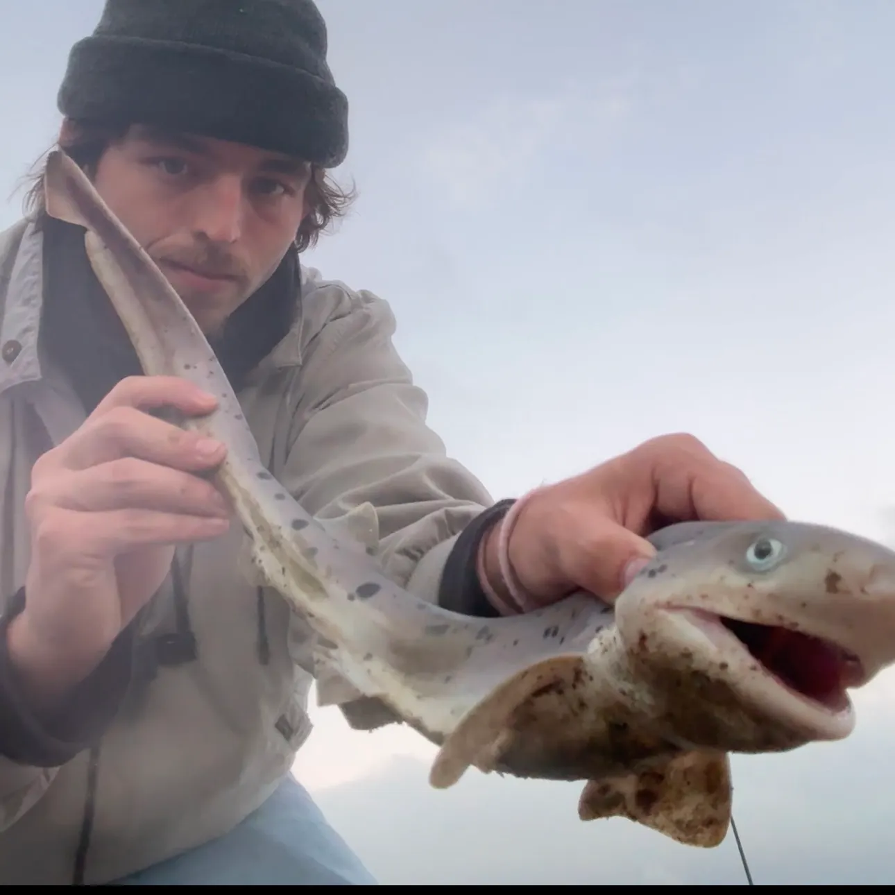 The most recent Bluntnose sixgill shark catches on Fishbrain