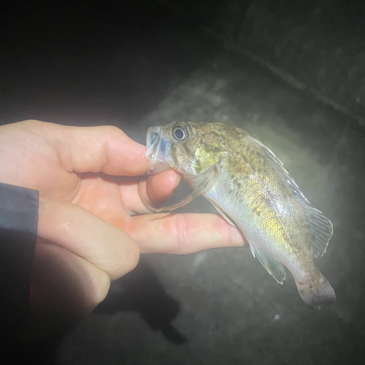 Japanese white seaperch caught on Fishbrain