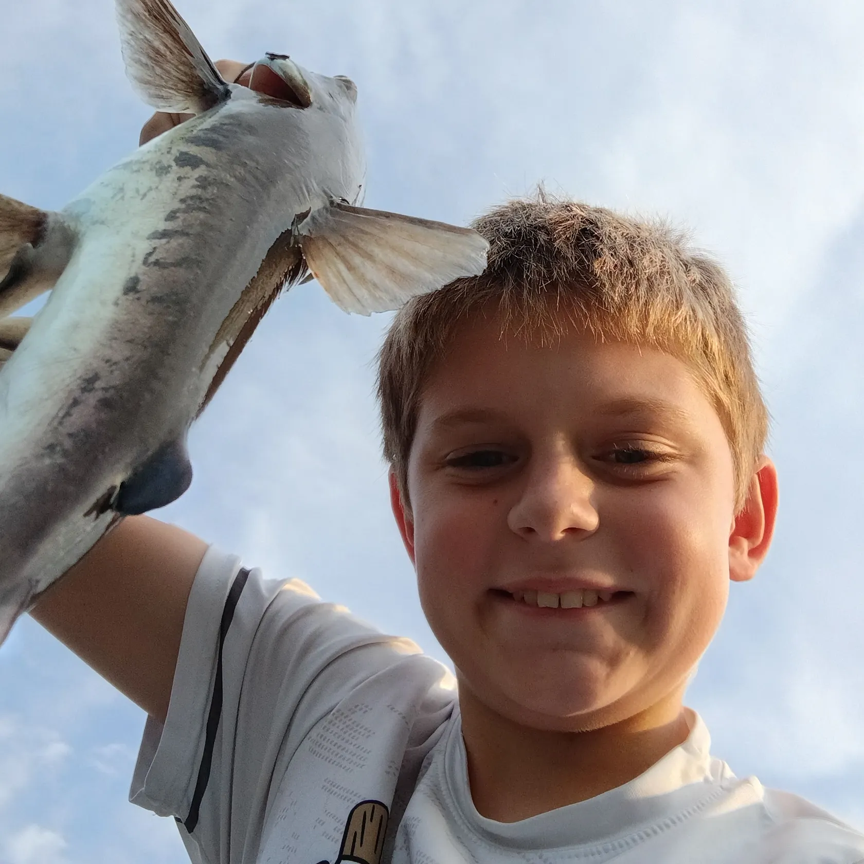 Hardhead sea catfish caught on Fishbrain