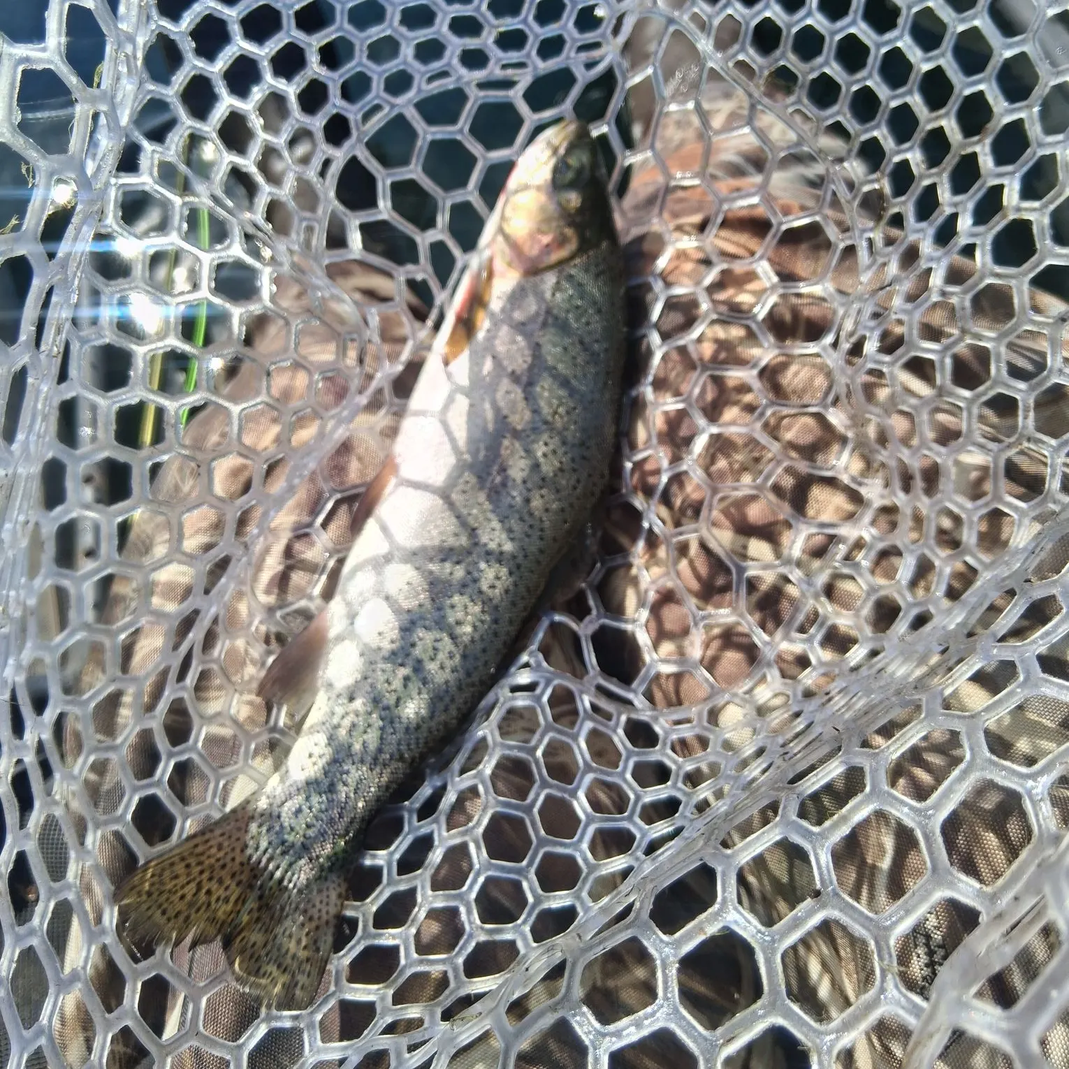 Cutthroat trout caught on Fishbrain