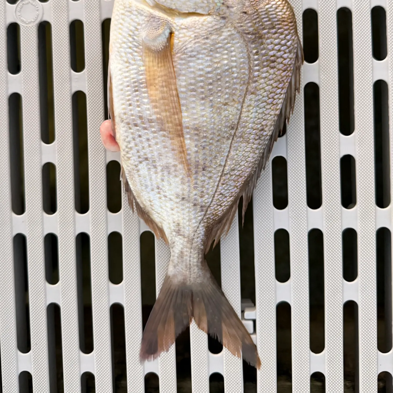 The most recent Littlehead Porgy catches on Fishbrain
