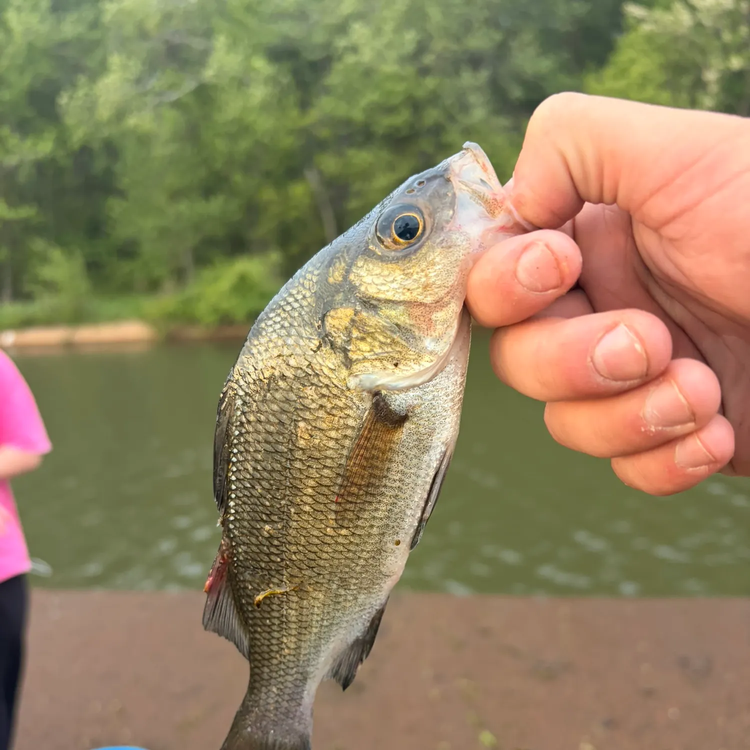 The most recent White perch catches on Fishbrain