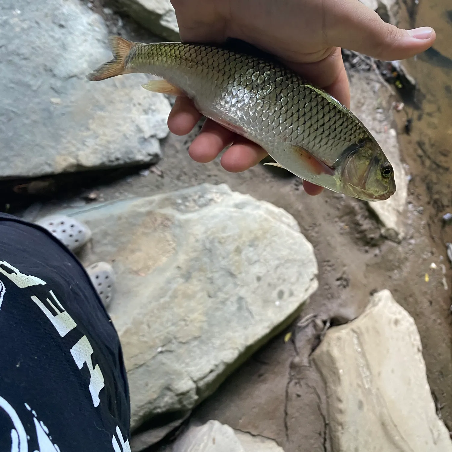 The most recent Striped shiner catches on Fishbrain