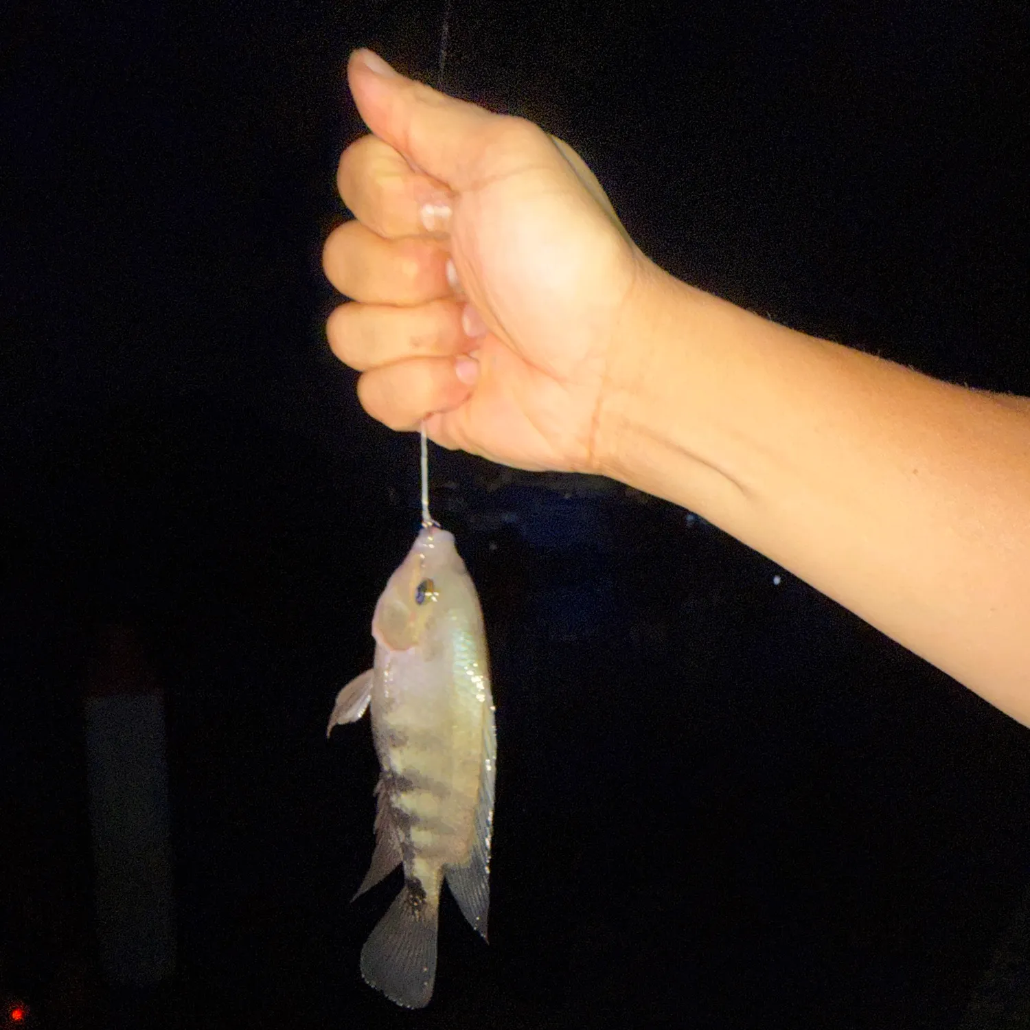 Nile tilapia caught on Fishbrain