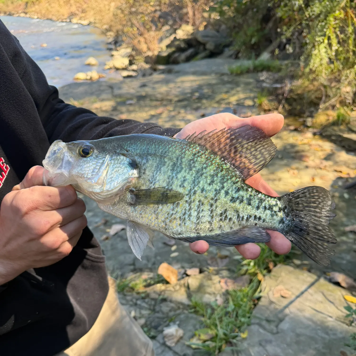 White crappie caught on Fishbrain