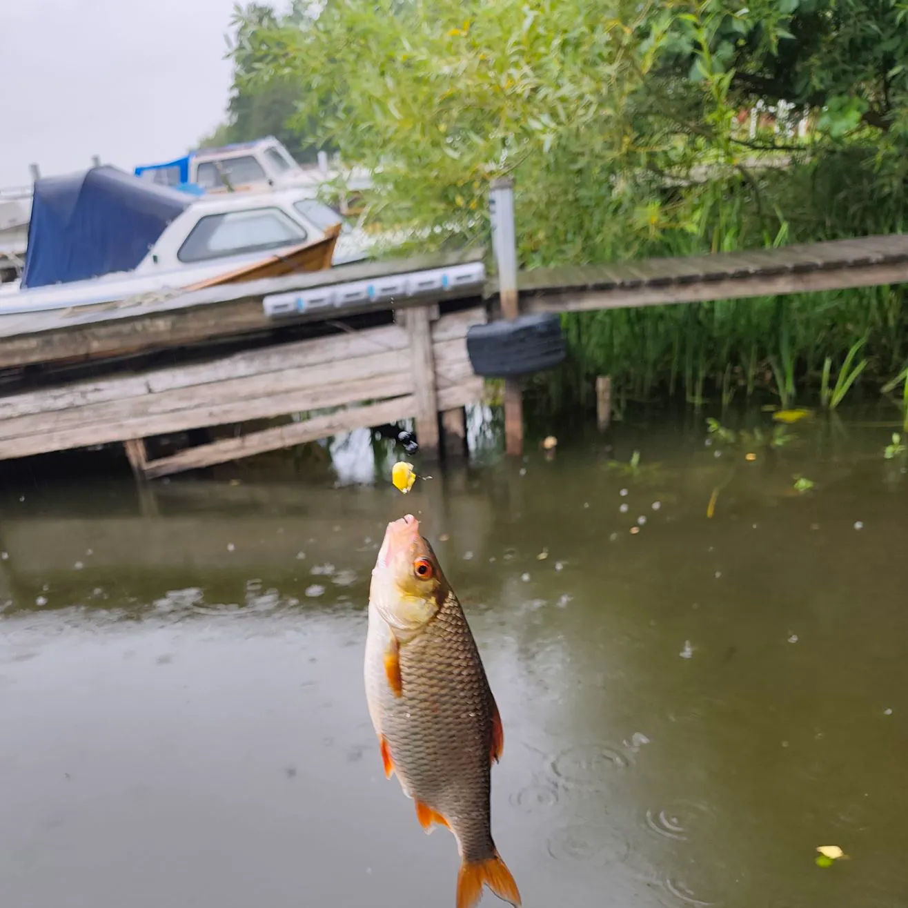 Common roach caught on Fishbrain