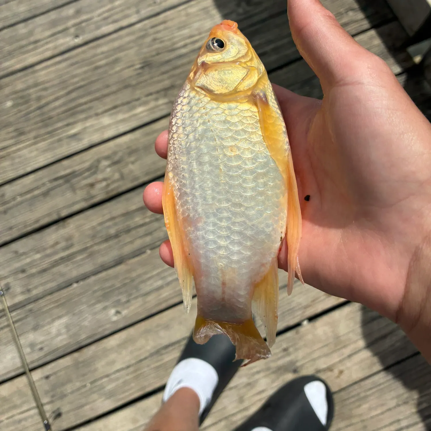 The most recent Goldfish catches on Fishbrain