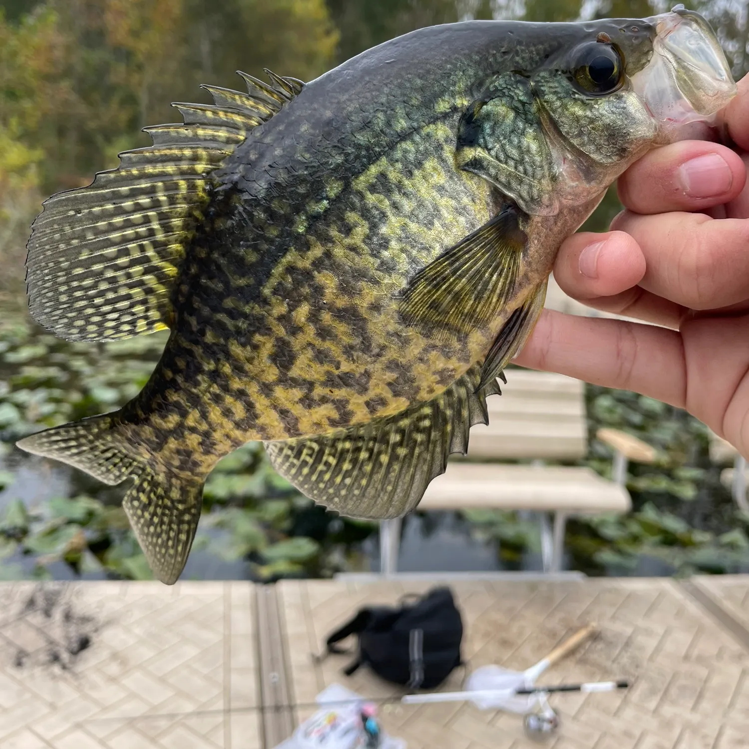 Black crappie caught on Fishbrain