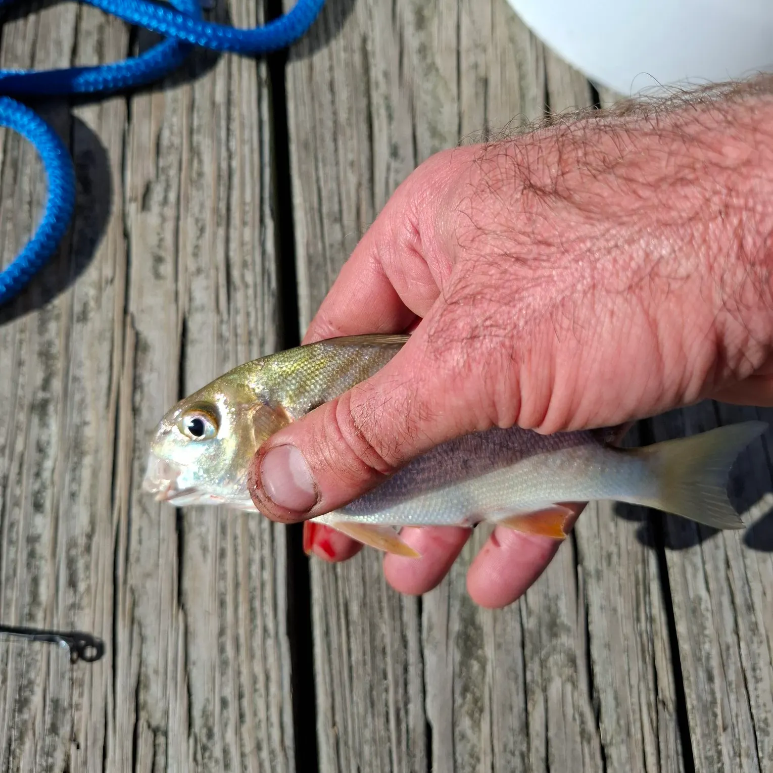 Spot croaker caught on Fishbrain