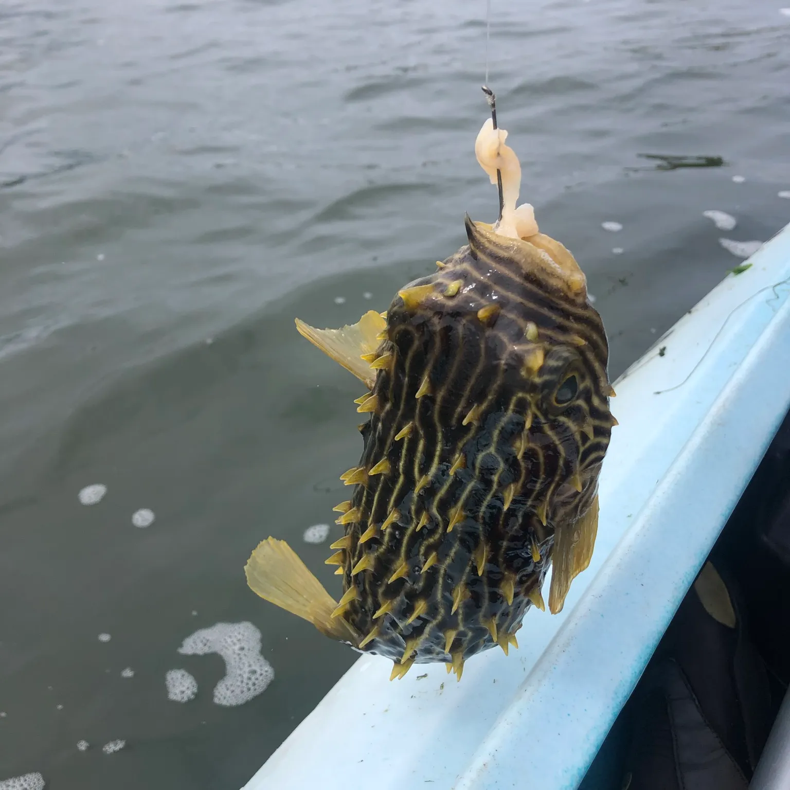 The most recent Oval puffer catches on Fishbrain