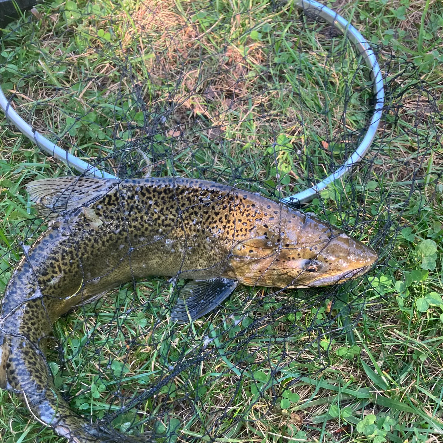 Chinook salmon caught on Fishbrain