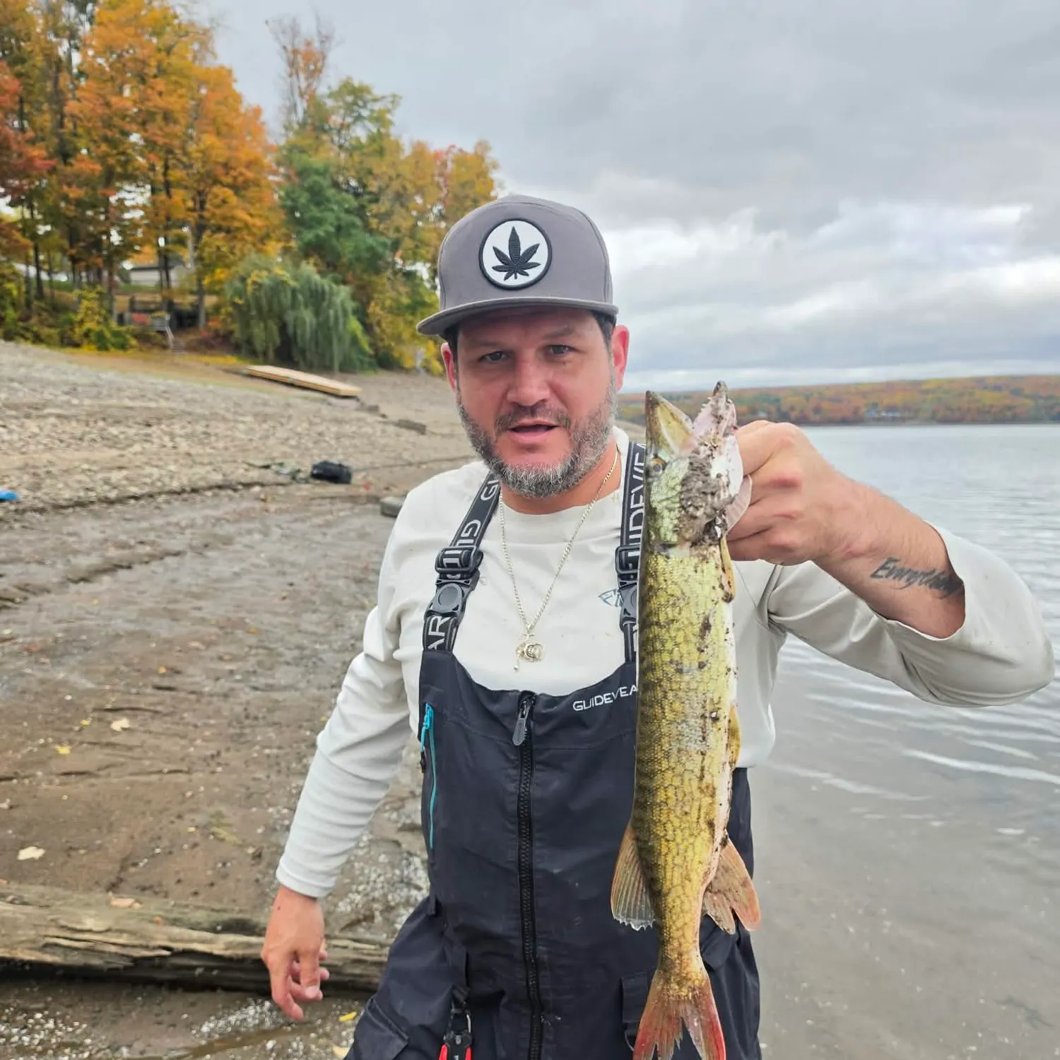 Chain pickerel caught on Fishbrain