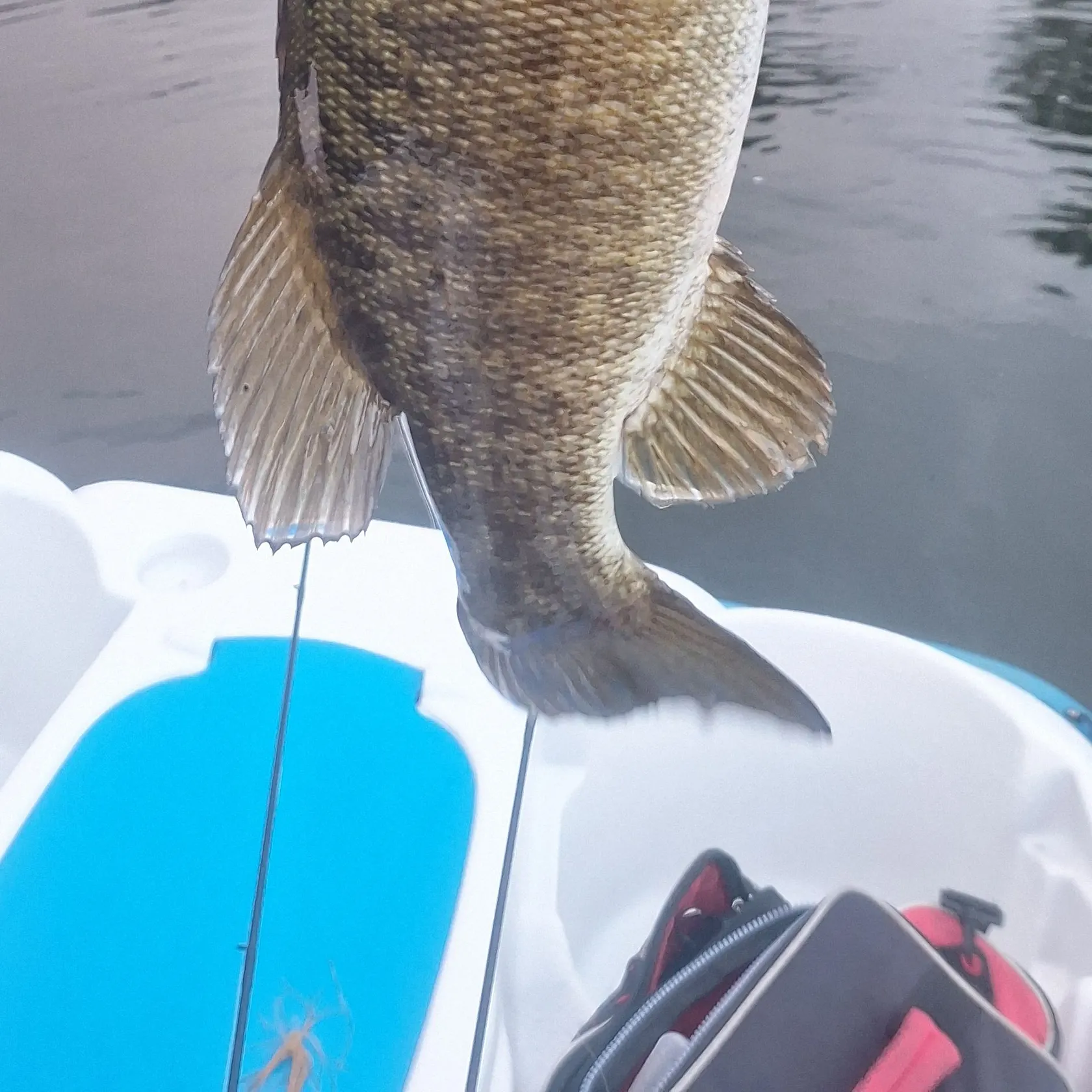 Smallmouth bass caught on Fishbrain