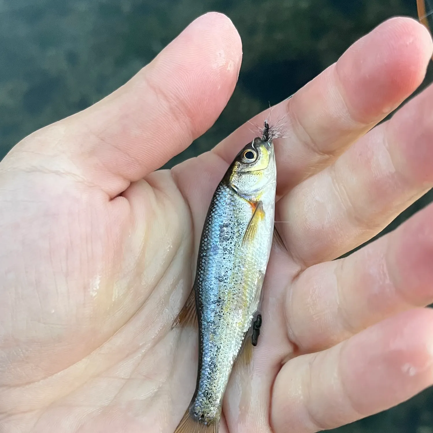 Golden shiner caught on Fishbrain