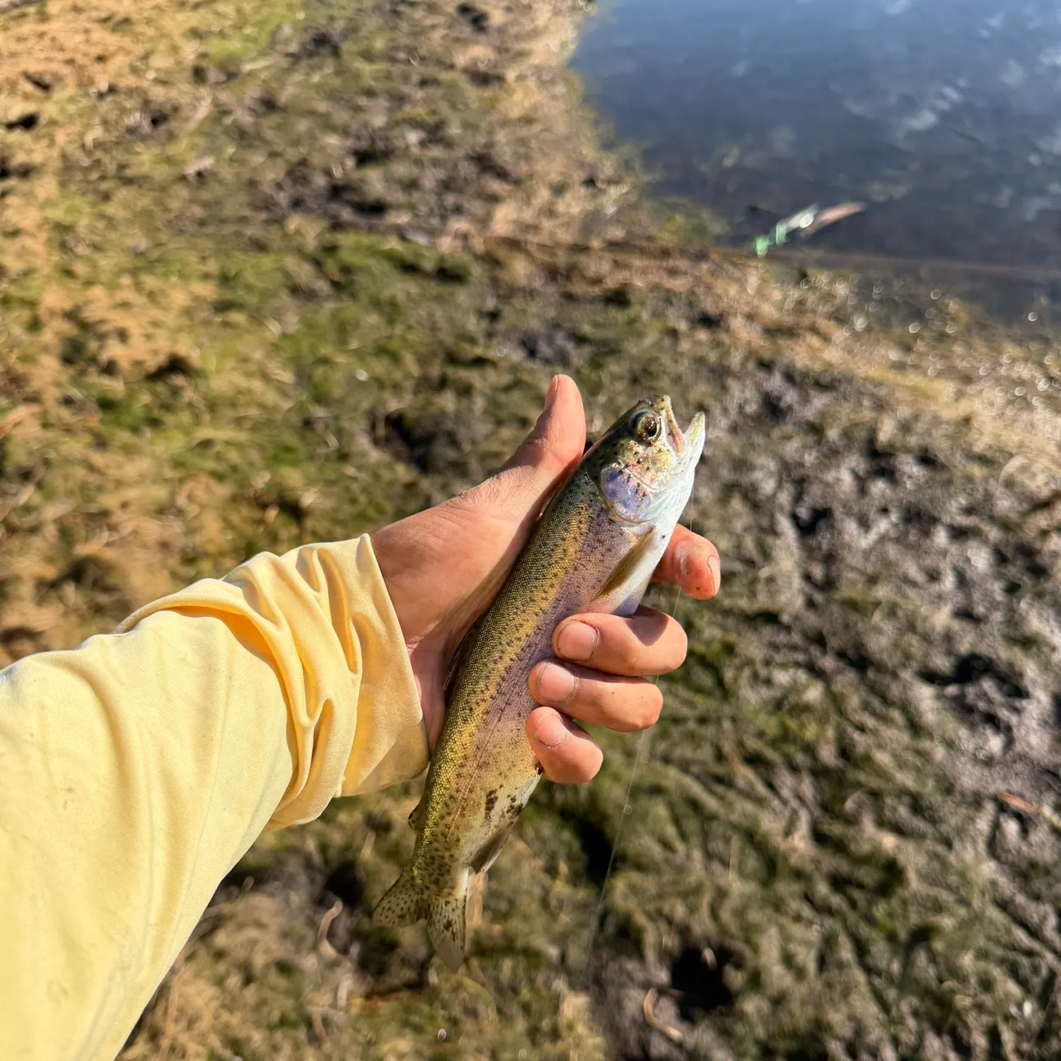 Cutbow caught on Fishbrain