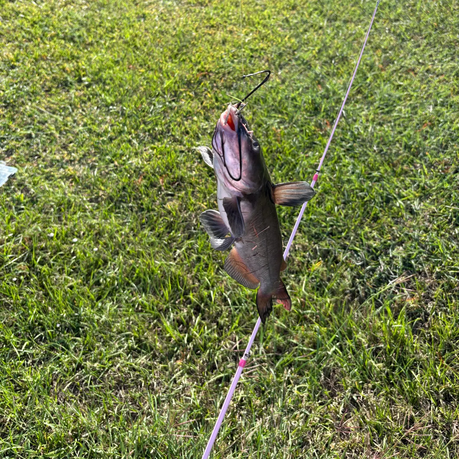 The most recent Black bullhead catches on Fishbrain