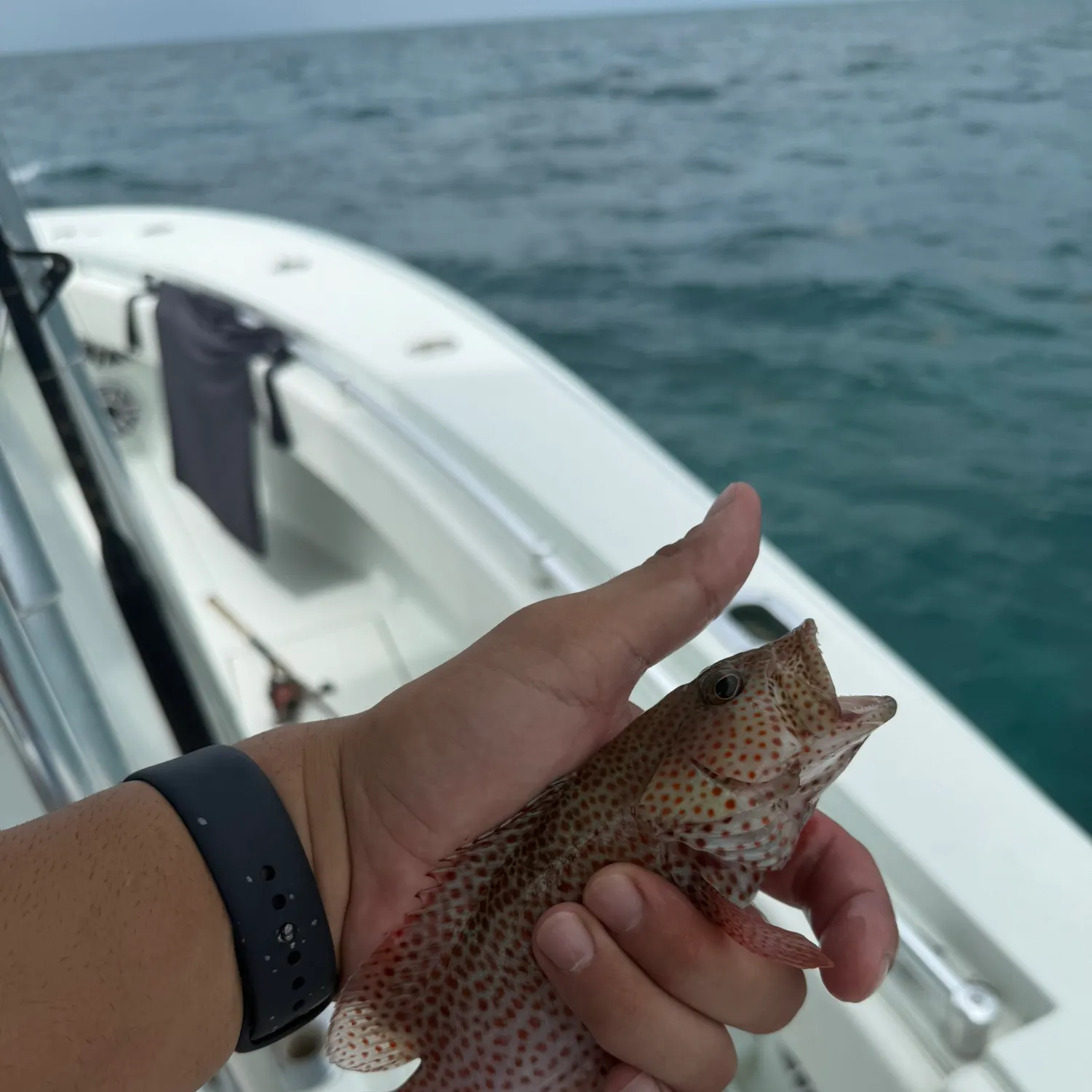 The most recent Speckled hind catches on Fishbrain