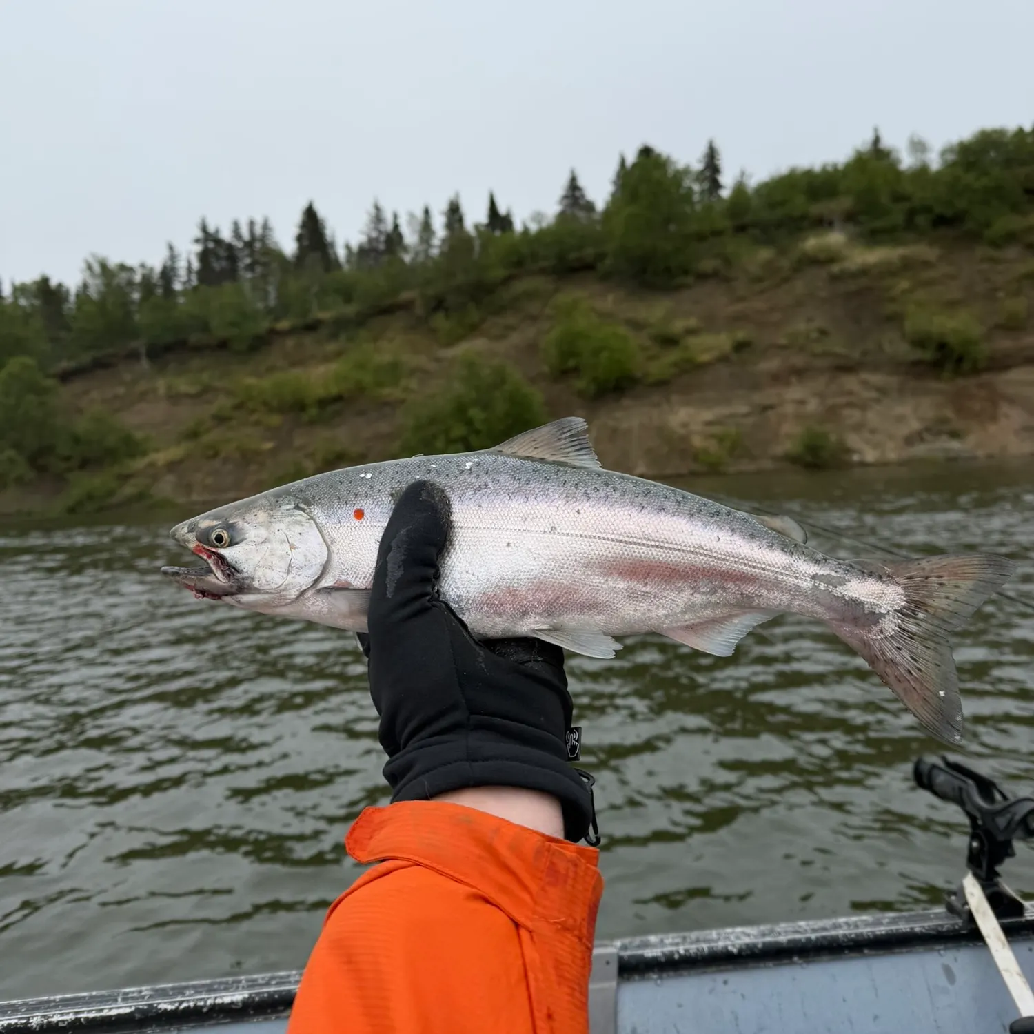 Chinook salmon caught on Fishbrain