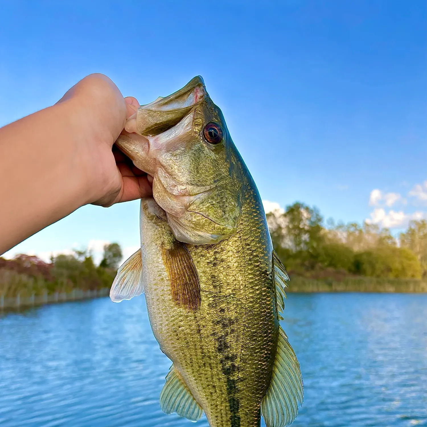 Largemouth bass caught on Fishbrain