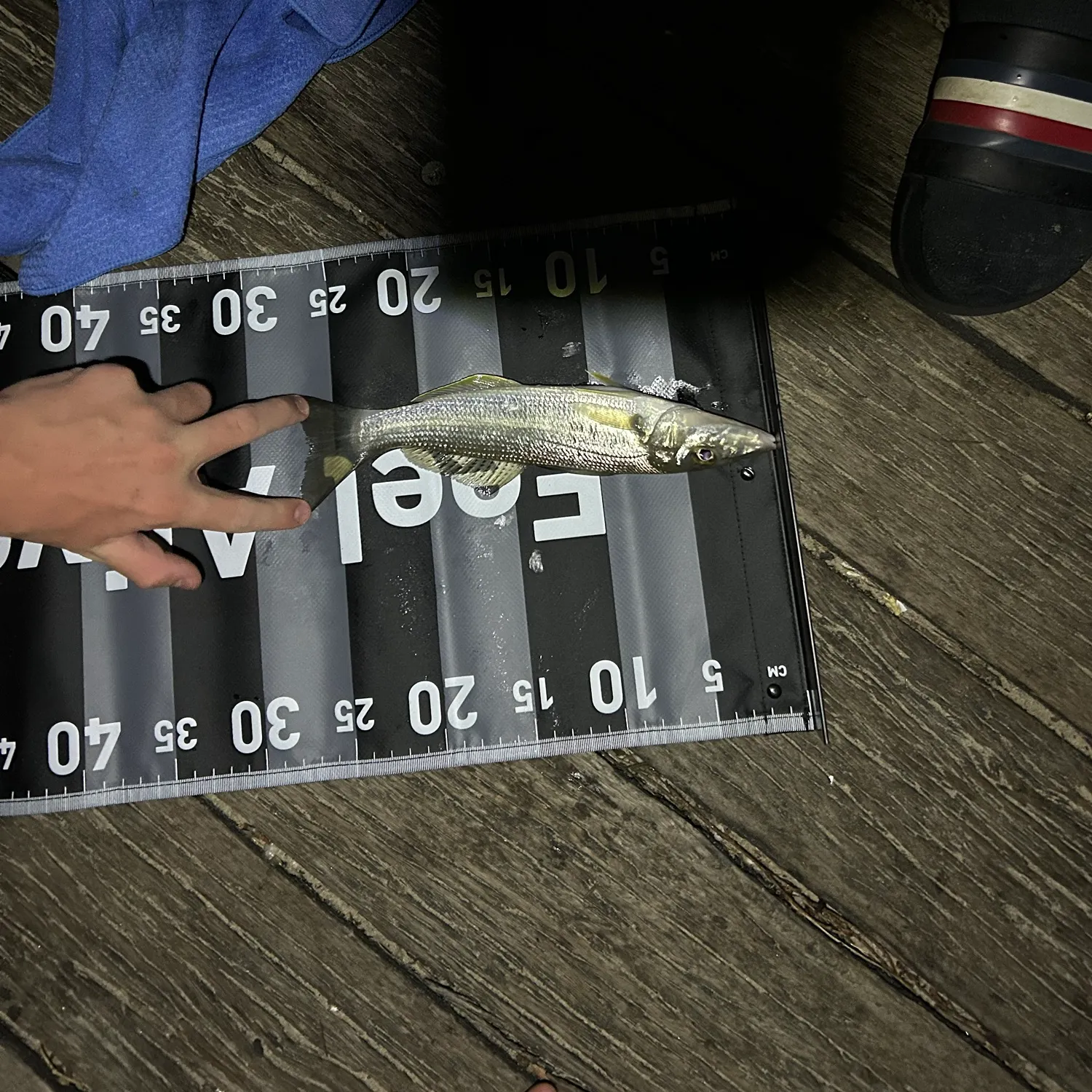 The most recent Sand sillago catches on Fishbrain