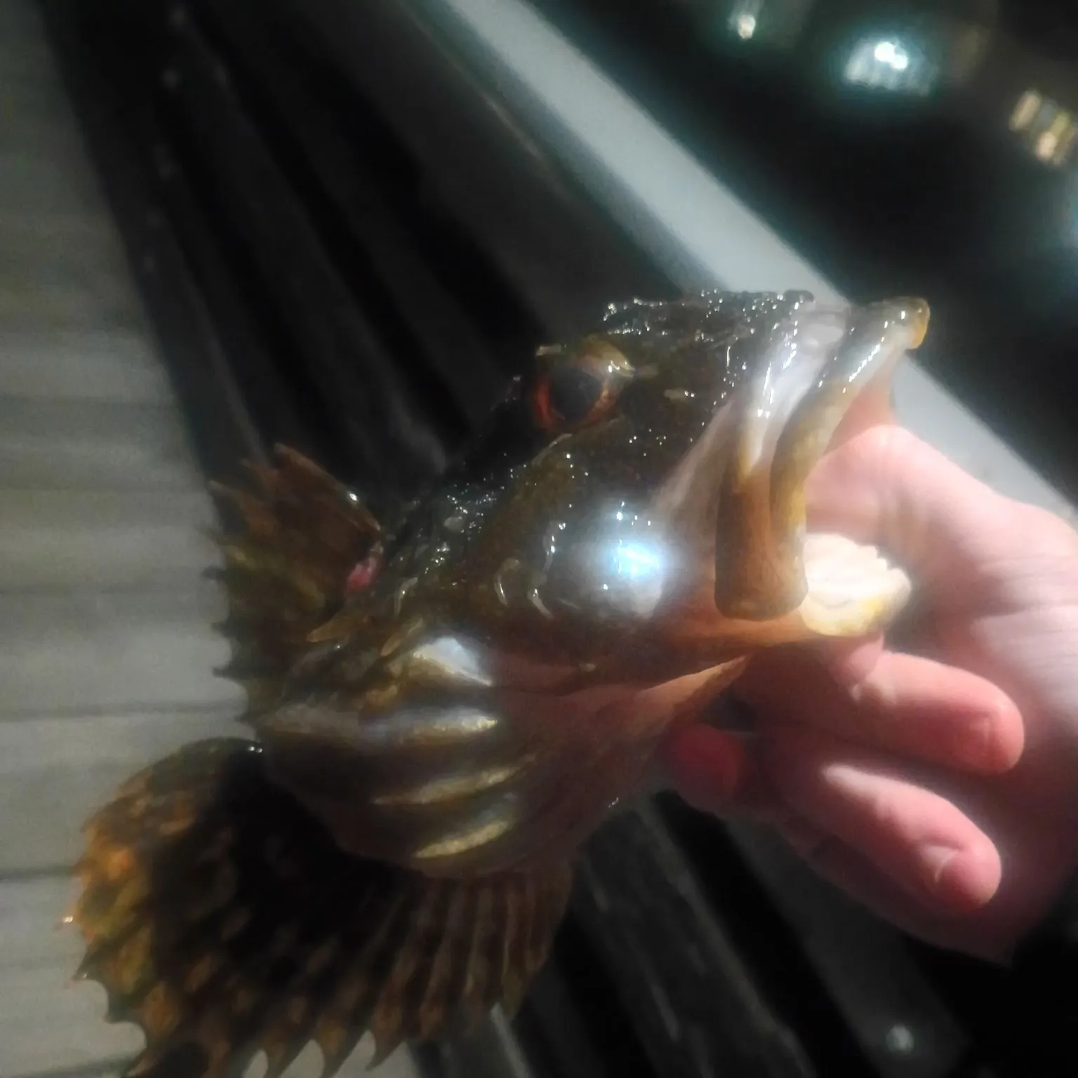 The most recent Buffalo sculpin catches on Fishbrain