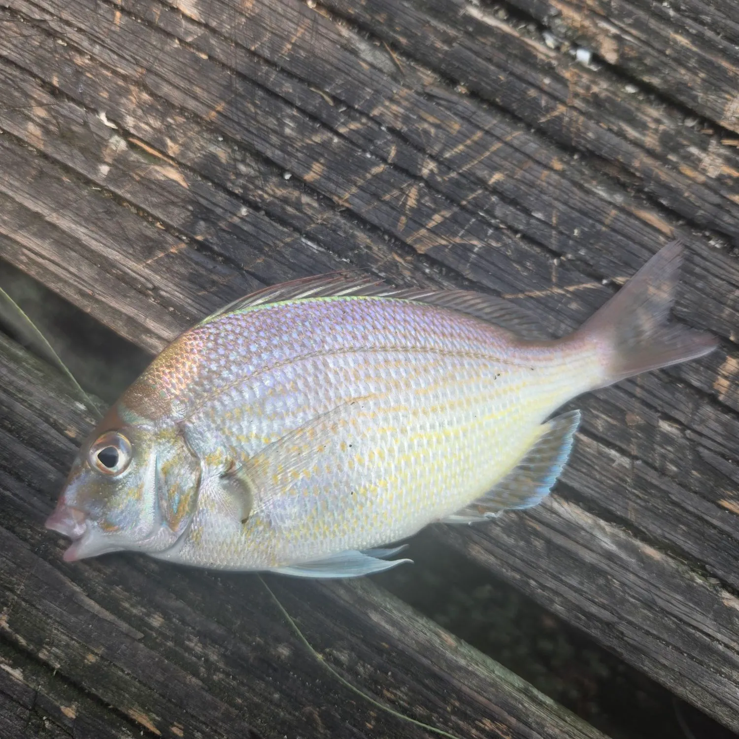 The most recent Longspine porgy catches on Fishbrain
