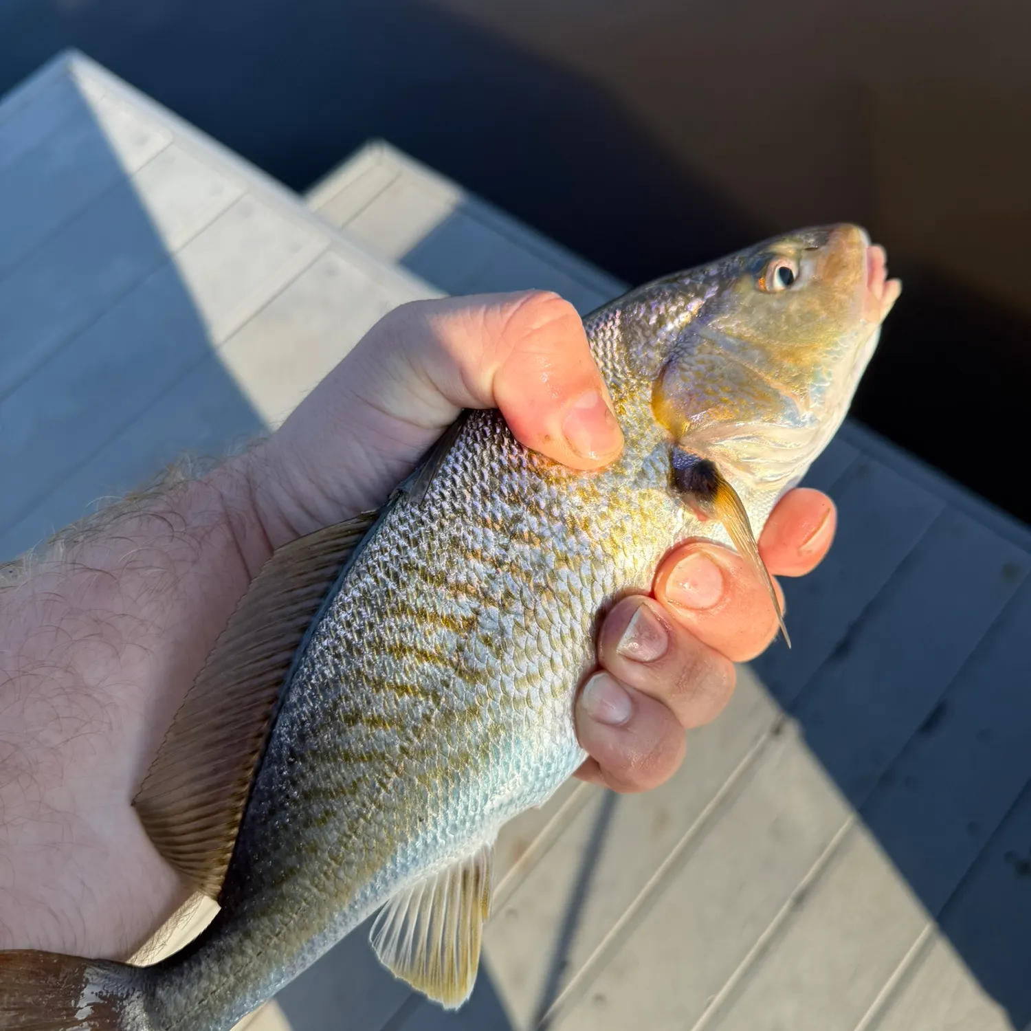 Atlantic croaker caught on Fishbrain