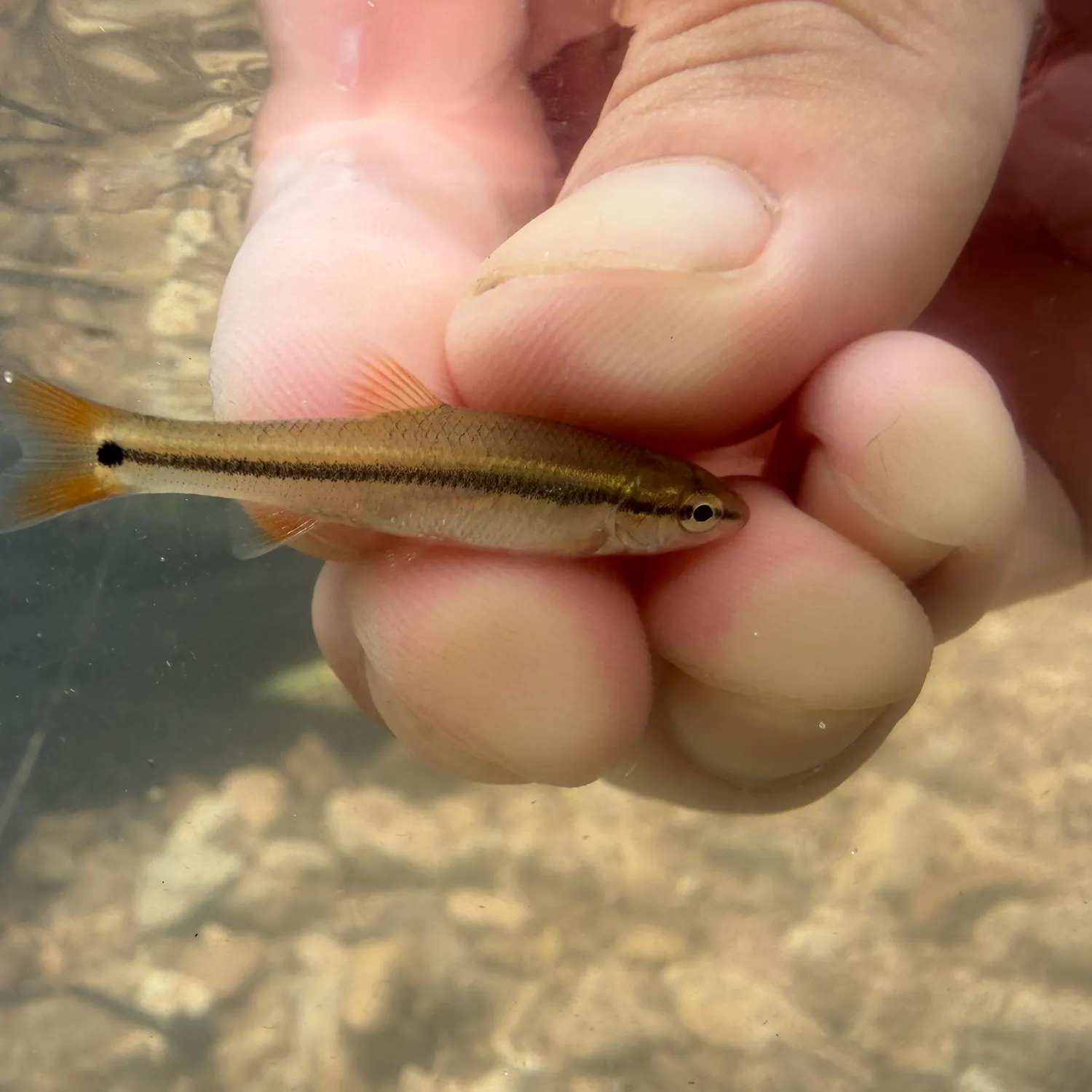 Hornyhead chub caught on Fishbrain