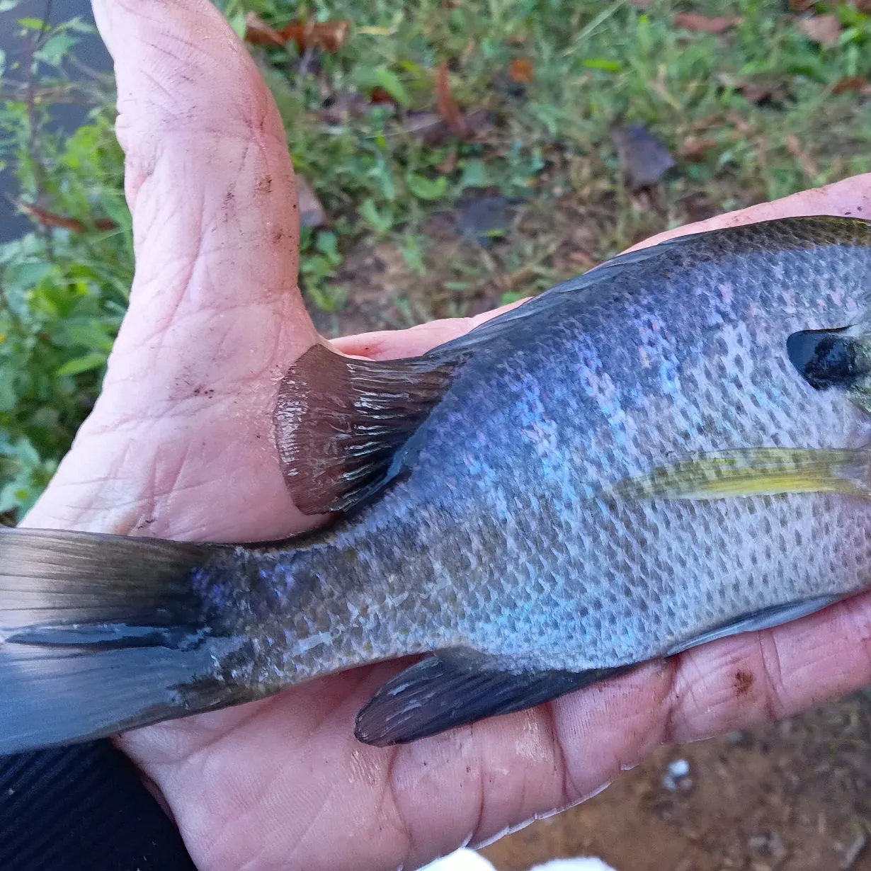 Bluegill caught on Fishbrain