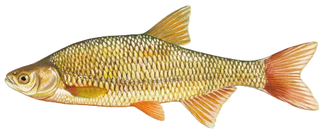 Golden shiner