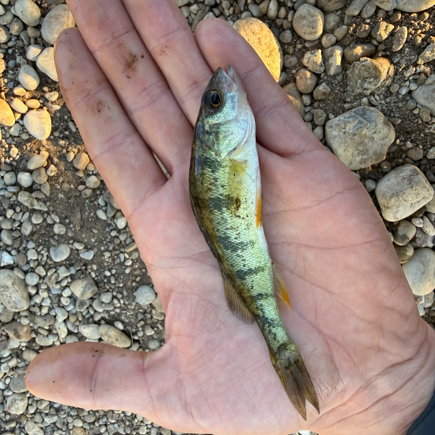 Yellow perch caught on Fishbrain