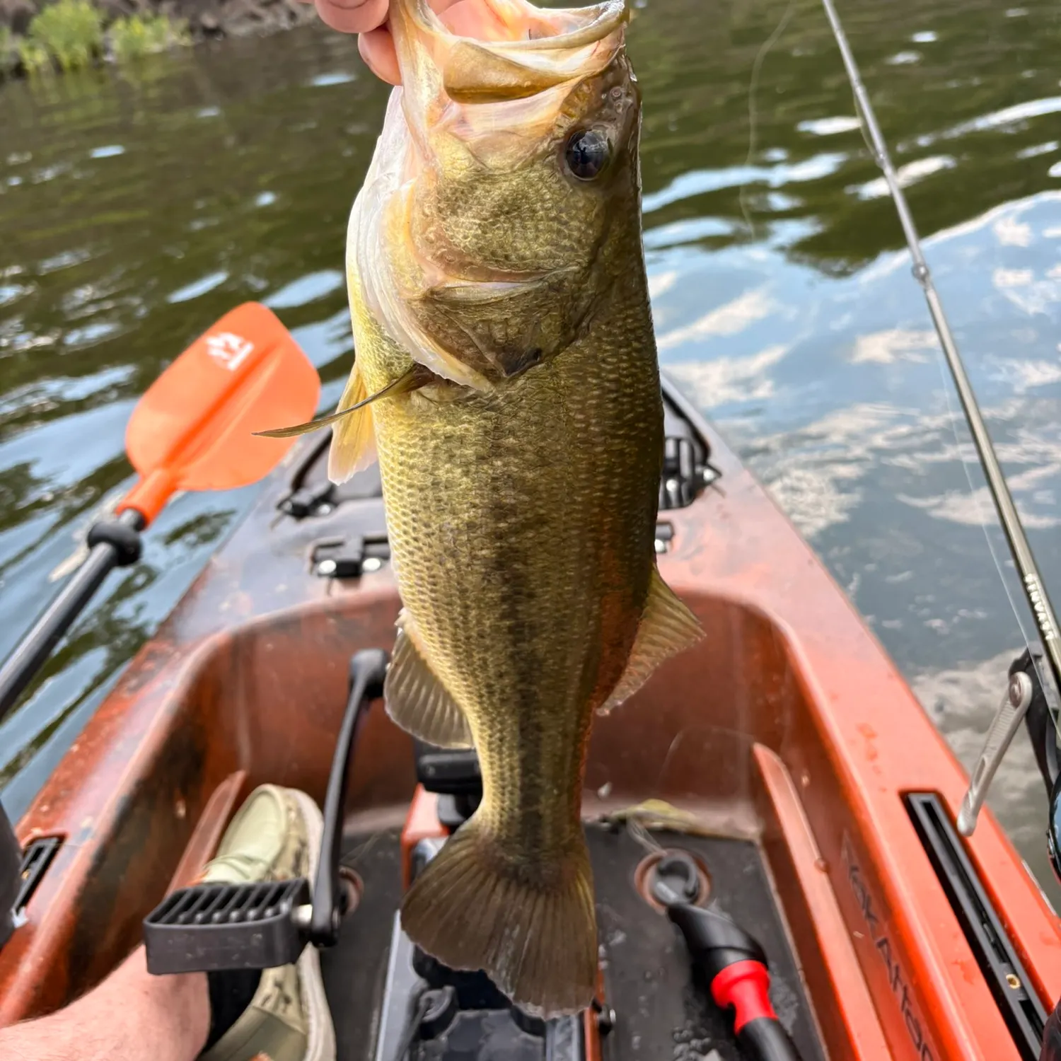 Largemouth bass caught on Fishbrain