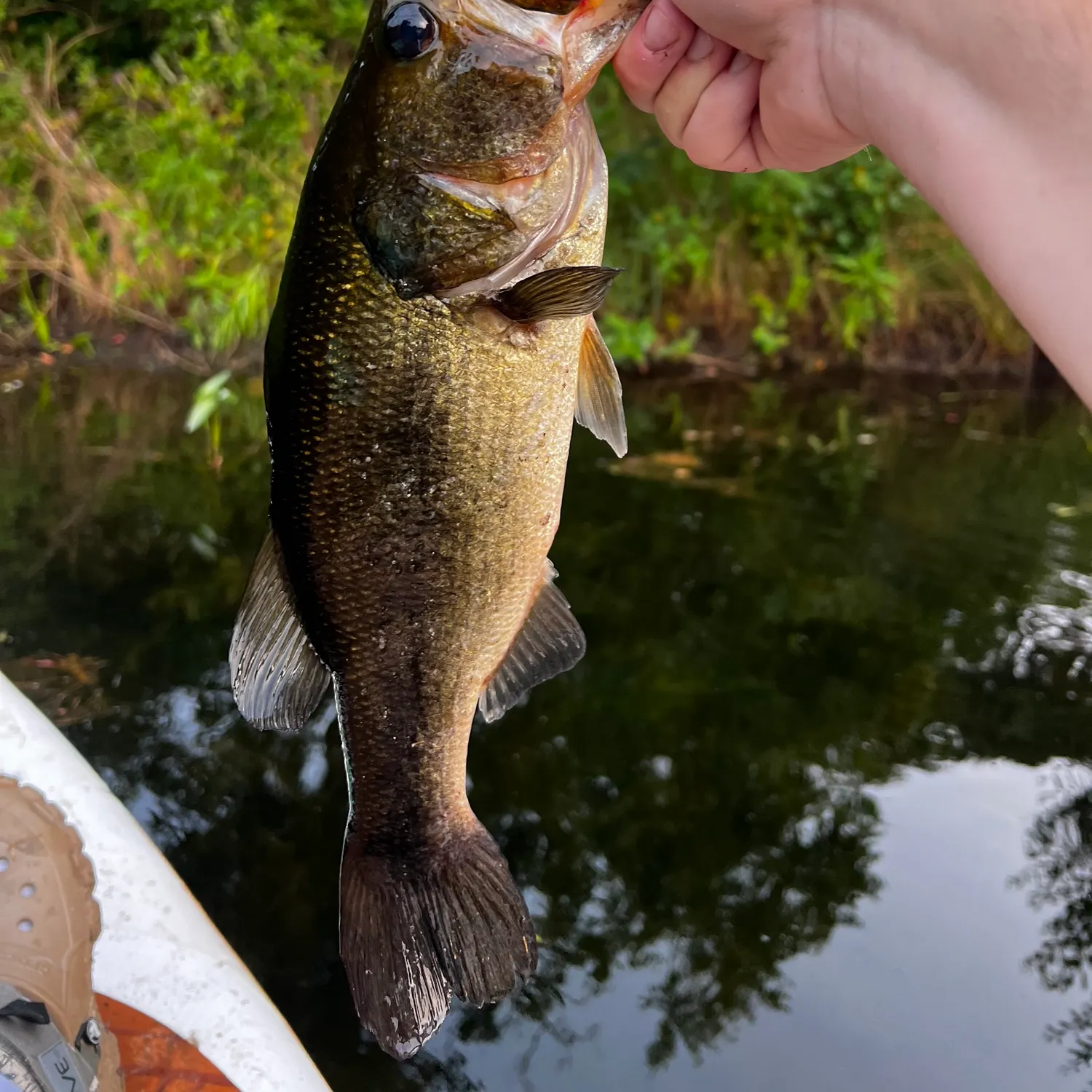 angler catch