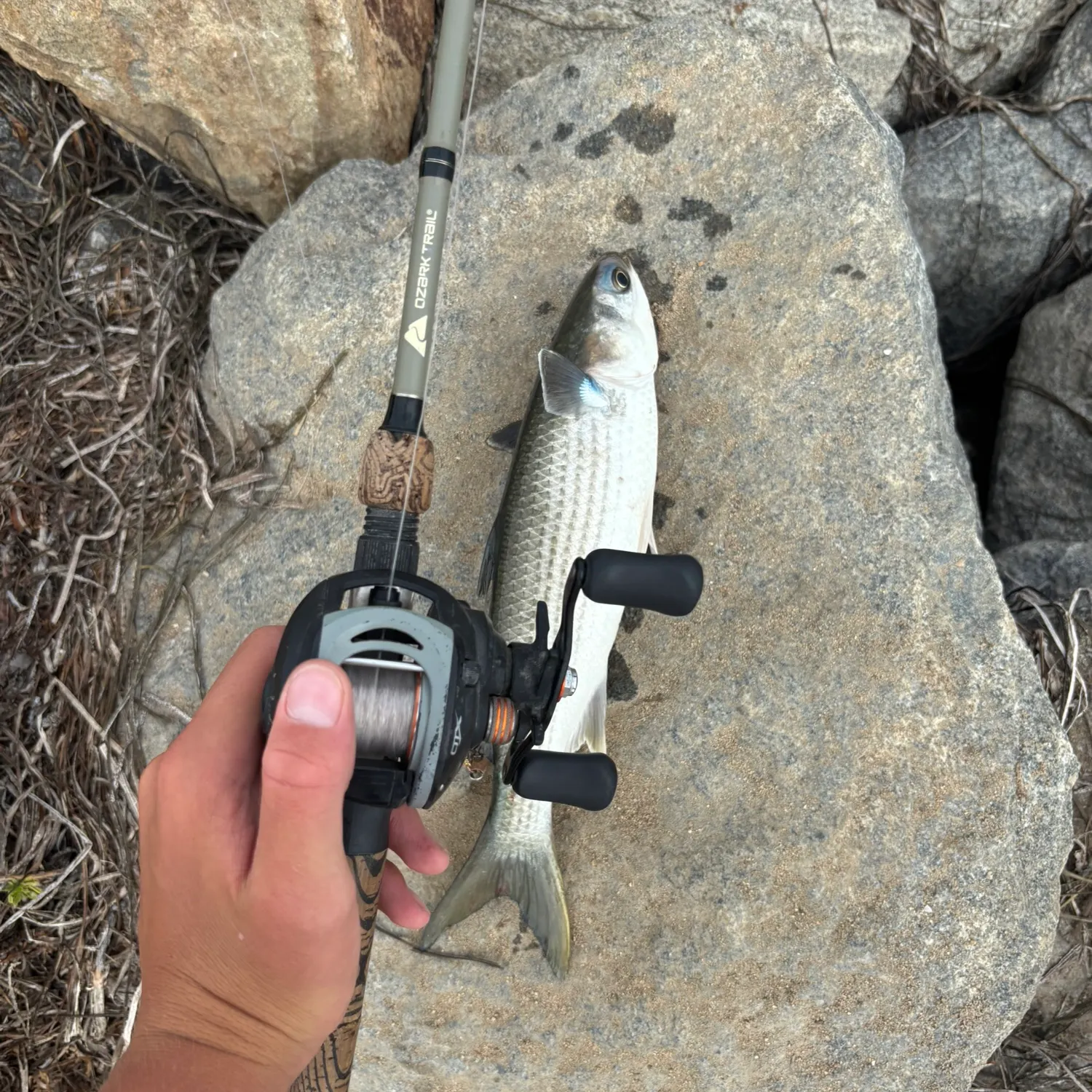 The most recent Striped mullet catches on Fishbrain