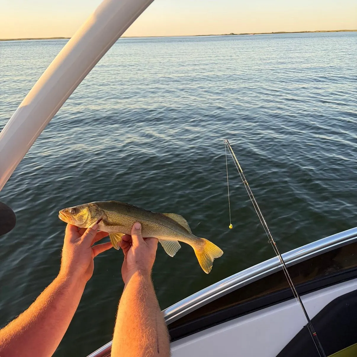 Walleye caught on Fishbrain